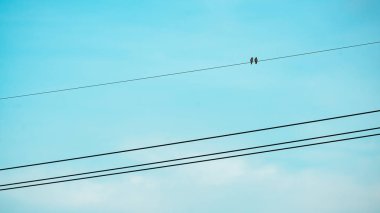 gökyüzü ile elektrik kutup kuş