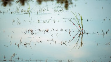 Göl gün zamanında kabuklu deniz ürünleri