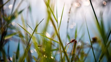 yusufçuk Gölü ile yakından