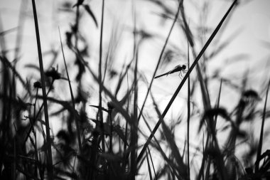 yusufçuk Gölü ile yakından