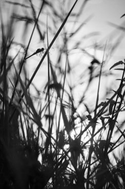 yusufçuk Gölü ile yakından