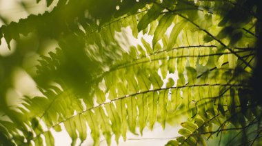 Fern, gündüz yakın çekim