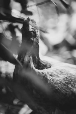 Üç gün süre ile horoz