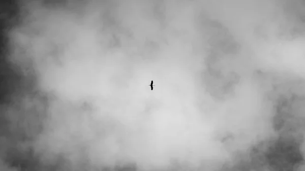 bird in sky with cloud