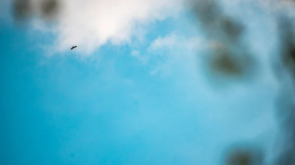 Bulut Ile Gökyüzünde Kuş — Stok fotoğraf
