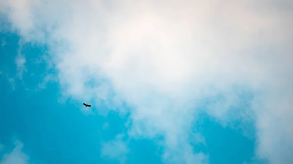 Ptak Niebo Chmura — Zdjęcie stockowe
