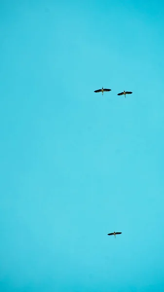 Pássaro Céu Com Nuvem — Fotografia de Stock