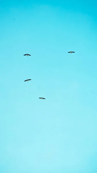 雲と空の鳥 — ストック写真