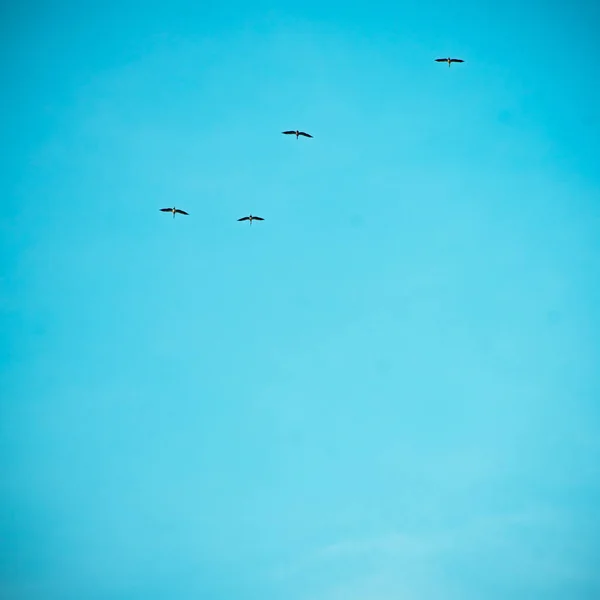 Pássaro Céu Com Nuvem — Fotografia de Stock