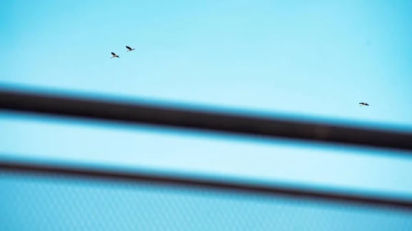 空と電柱に鳥 — ストック写真