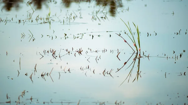 Shellfish Lake Day Time — Stock Photo, Image