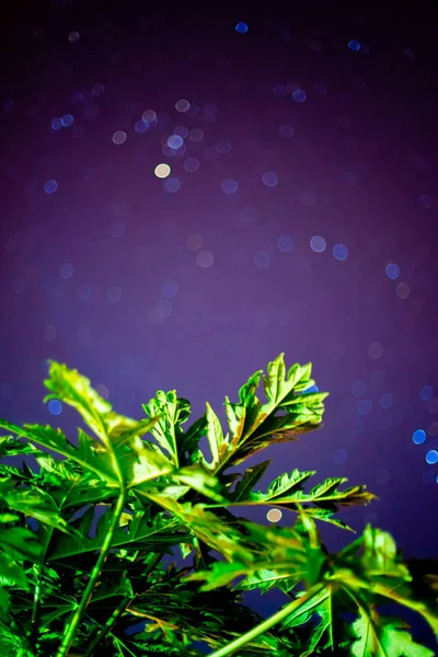 Árvore Mamão Noite Tem Estrela — Fotografia de Stock