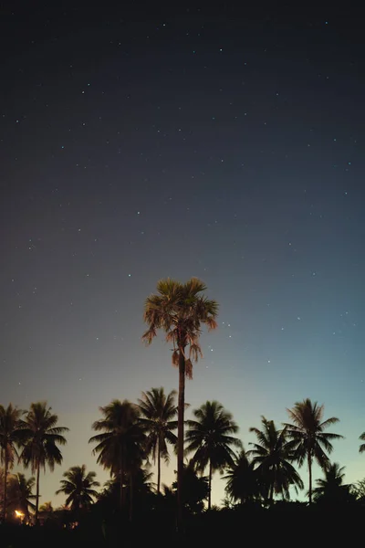 Palma Azúcar Noche — Foto de Stock