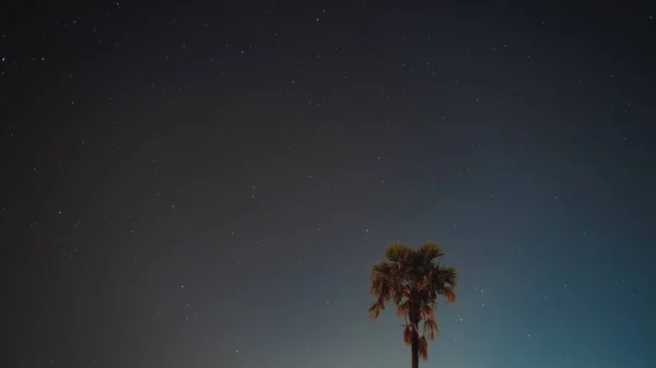 Сахарная Пальма Ночное Время — стоковое фото