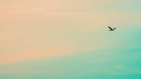 Pájaro Cielo Con Nube —  Fotos de Stock