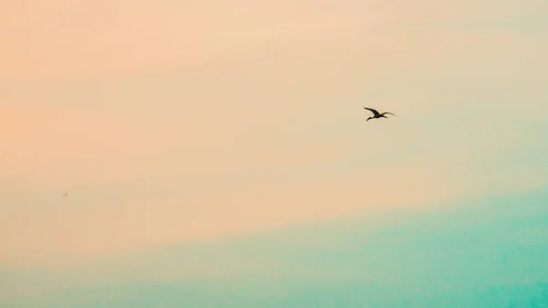 Pájaro Cielo Con Nube — Foto de Stock