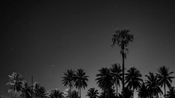 Sugar Palm Noční Době Stock Fotografie