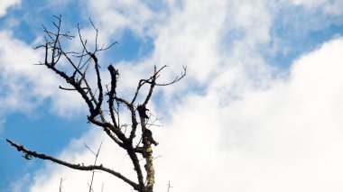 Bulut ve gökyüzü ile şube