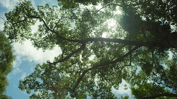 Árbol Paraguas Con Cielo Estrellado — Foto de Stock