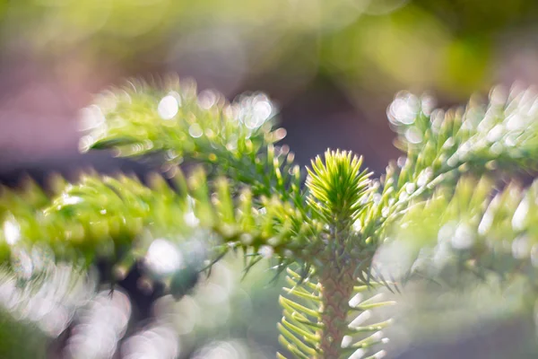 çam ağacı gün zamanında vuruyor