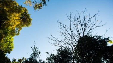 Birçok ağaç ile hızlandırılmış bulutlu gökyüzü