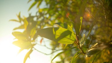 ağaç sürgünleri ile gökyüzü kadar gün zamanında kapatın