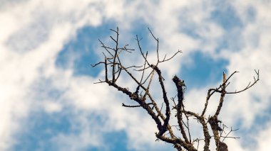 gökyüzü gün zamanında ile ağaç şube