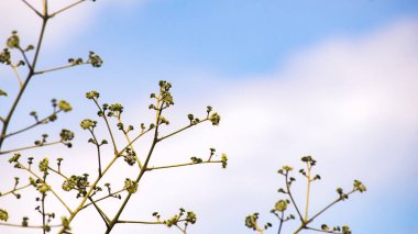 Siyam neem ağacı gün zamanında