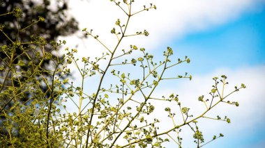 Siyam neem ağacı gün zamanında
