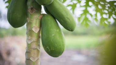 papaya yapraklarda su damlası 