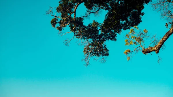 Time Lapse Overcast Sky Many Tree — Stock Photo, Image