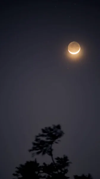 Moon Úsměv Stromem Thajsku Stock Obrázky