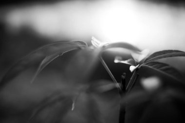 siyah ve beyaz ağaç çekimleri gündüz de