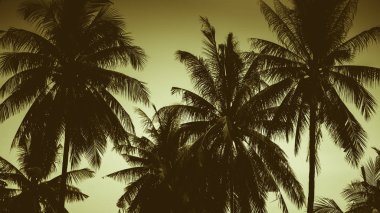 birçok Hindistan cevizi ağacı ve gökyüzünde