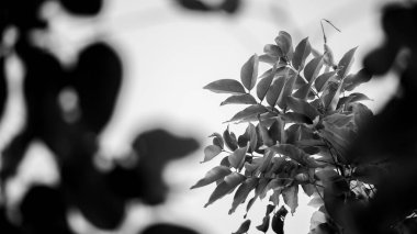 yaprak dalı ile yakından