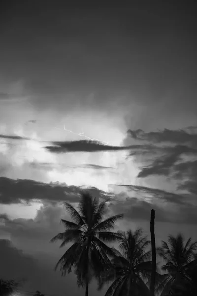 Schwarze Und Weiße Kokosnussbäume Und Blitz — Stockfoto