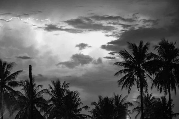 Coqueiro Preto Branco Nuvem Céu — Fotografia de Stock