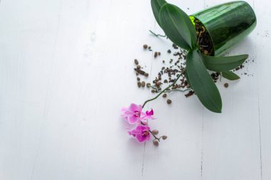 Beyaz arkaplanda orkide çiçeği