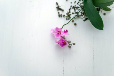 Beyaz arkaplanda orkide çiçeği