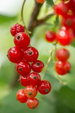 Demet kırmızı kuş üzümü, bir dal da yakın çekimde çilek