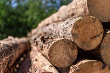 ormansızlaştırma, yığılmış günlükleri 