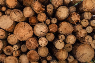 kesme ahşap, ormansızlaşma, yığılmış günlükleri, yakın çekim