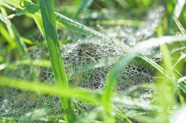 Çiy damlalı taze ot. Çiy yeşil çim üzerinde örümcek ağı üzerinde damla.
