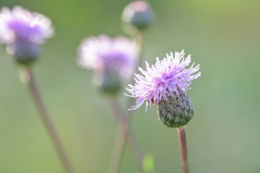 Carthamus lanatus, yünlü distaff devedikeni, aşağı safflow veya safran devedikeni, pembe, makro