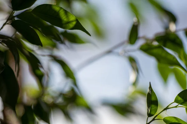 Green ficus leaves against the sky, macro, bokeh — Stock Image Green ficus leaves against the sky, macro, bokeh Stock Picture