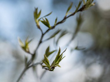 Ağacın ilk kırmızı yapraklarının dalları. Gevşek böbrekler, makro yay.