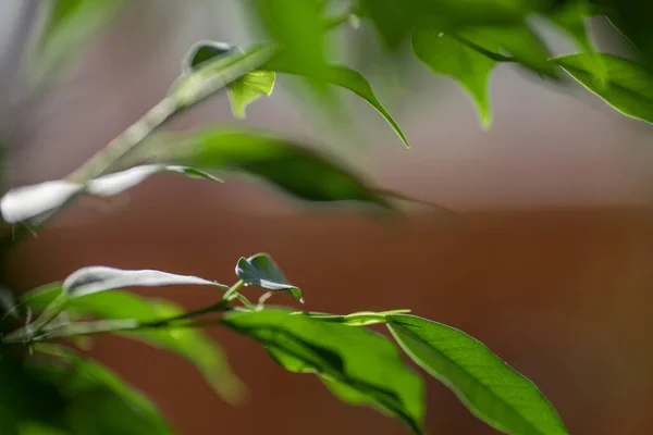 Green ficus leaves against the sky, macro, bokeh — Stock Image Green ficus leaves against the sky, macro, bokeh Royalty Free Stock Images