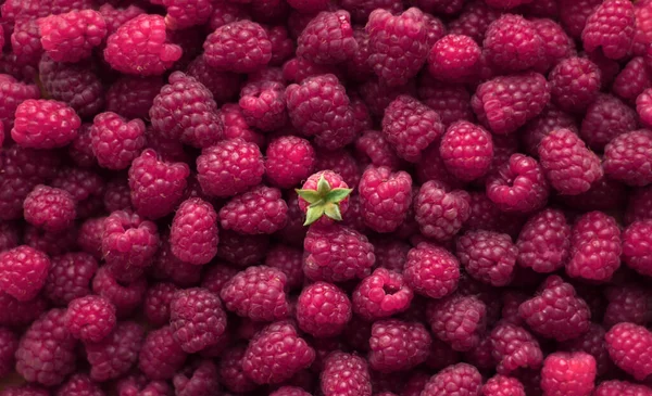熟したラズベリークローズアップマクロ写真 選択的焦点 果実の背景 — ストック写真