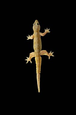 Siyah arka plan üzerine Gecko kertenkele.