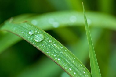 Yaprak yeşil çim zemin üzerine su damlası.